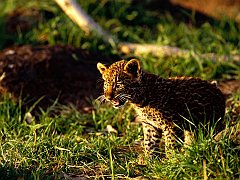 Stand Up and be Heard, African Leopard